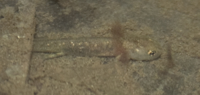Salamandra pezzata? Salamandrina perspicillata, larva